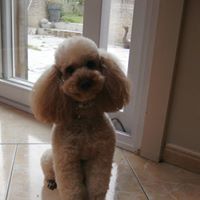 Toilettage chiens et chats Toilettage chiens et chats